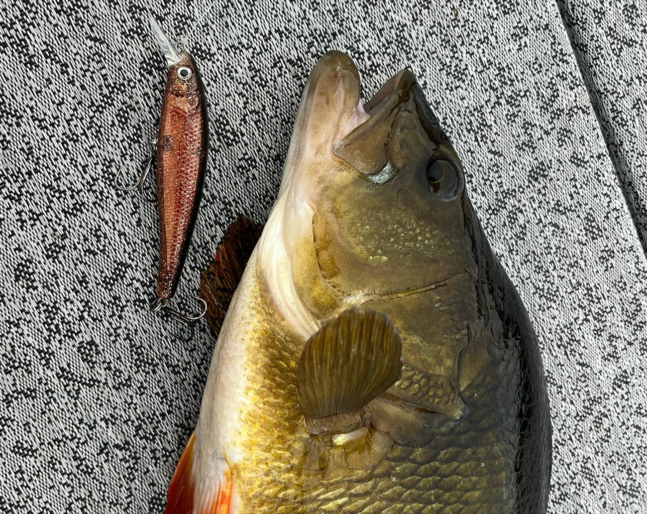 RenzStein Beastly Minnow